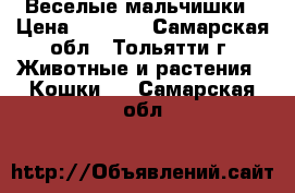 Веселые мальчишки › Цена ­ 6 000 - Самарская обл., Тольятти г. Животные и растения » Кошки   . Самарская обл.